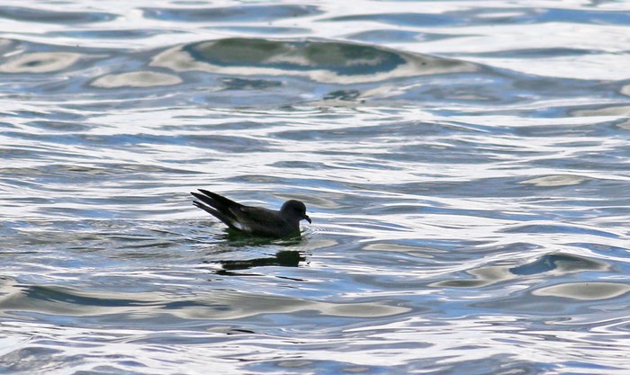 Leach's Petrel