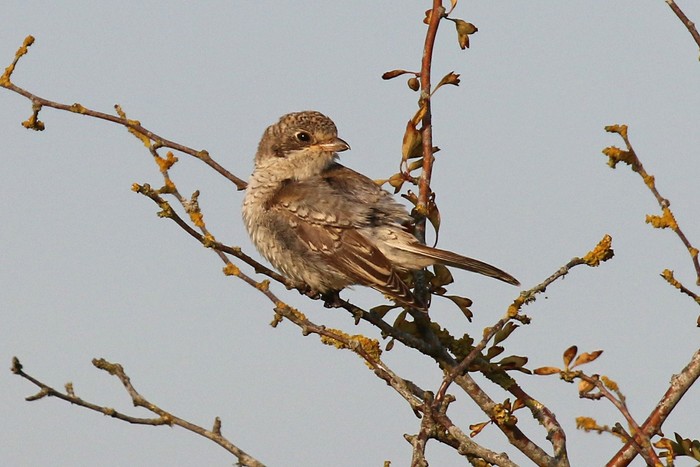 Woodchat Shrike