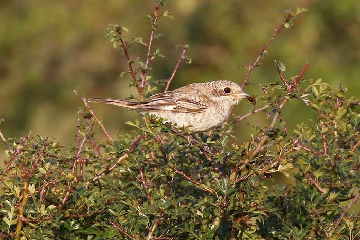 Woodchat Shrike