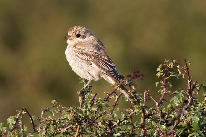 Woodchat Shrike