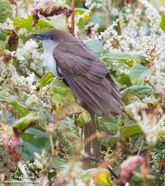 Black-billed Cuckoo