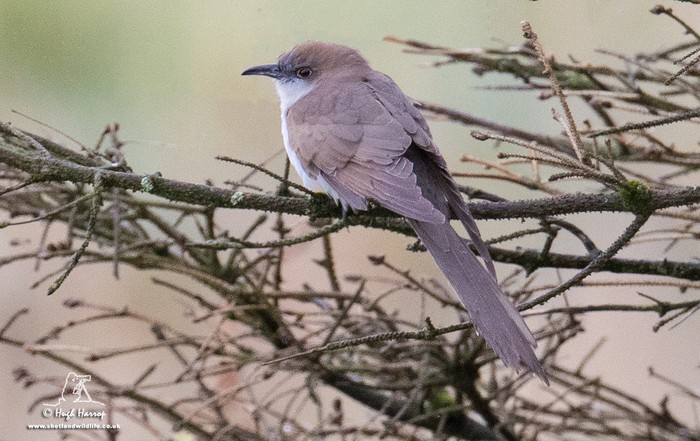 Black-billed Cuckoo
