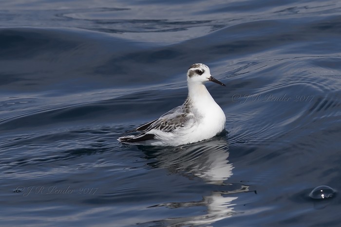 Grey Phalarope