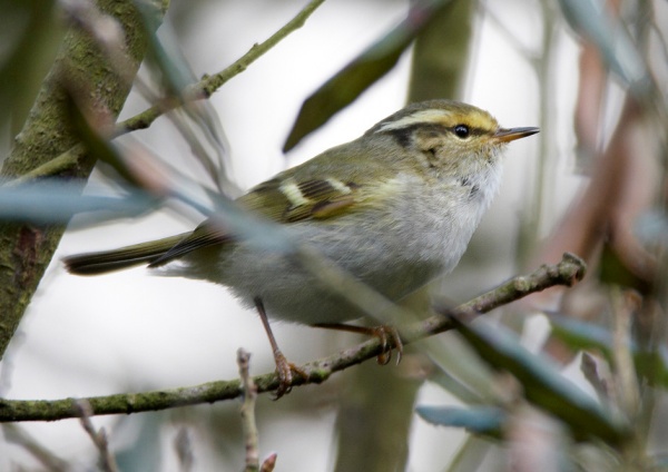 Pallas's Warbler