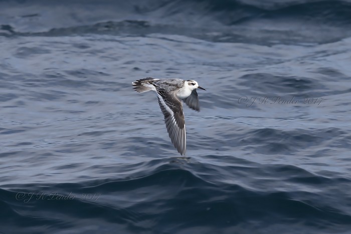 Grey Phalarope
