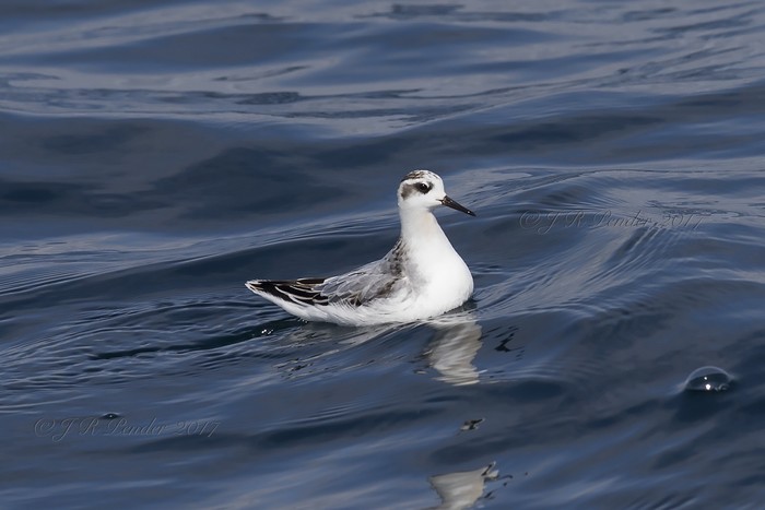 Grey Phalarope