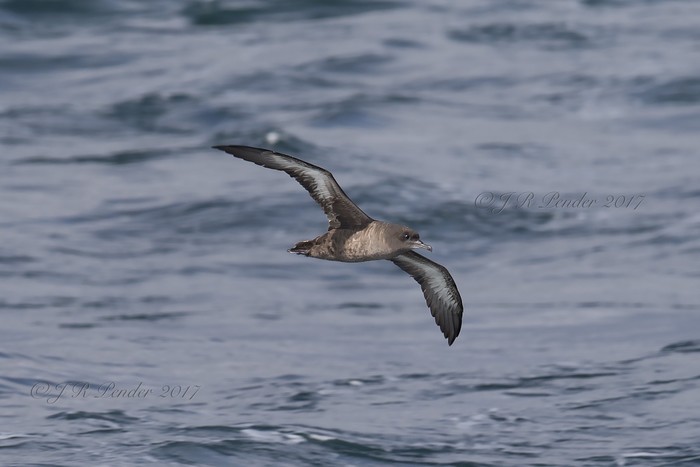 Sooty Shearwater