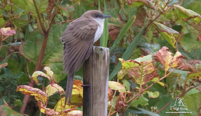 Black-billed Cuckoo
