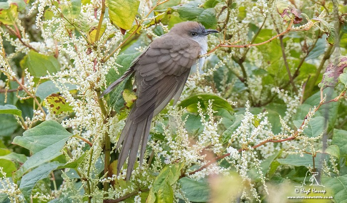 Black-billed Cuckoo