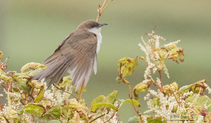 Black-billed Cuckoo