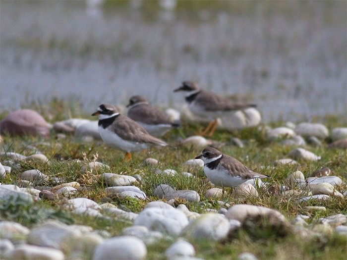 Semipalmated Plover
