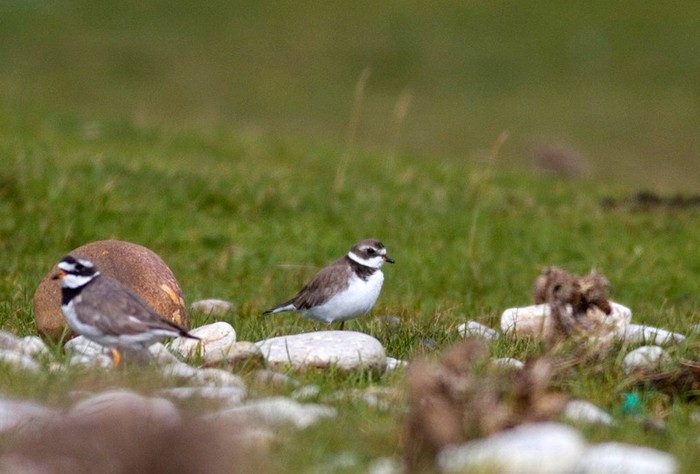 Semipalmated Plover