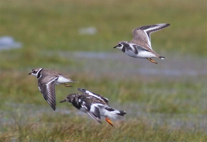 Semipalmated Plover