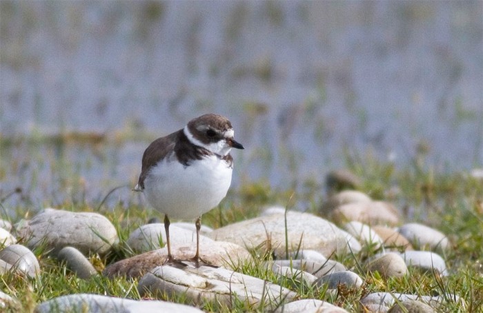 Semipalmated Plover