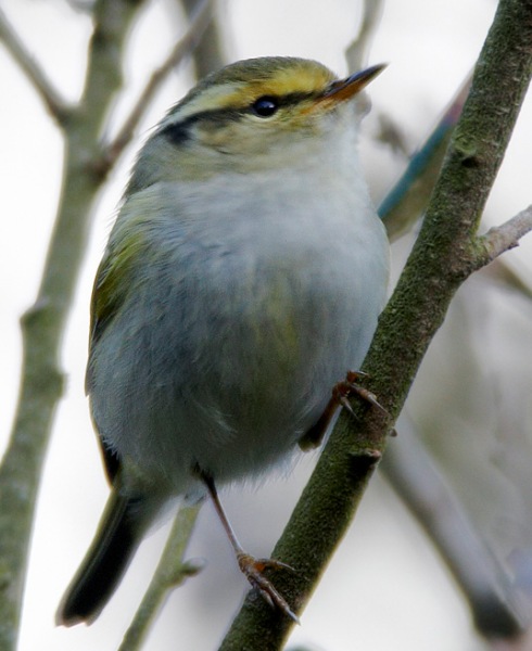Pallas's Warbler