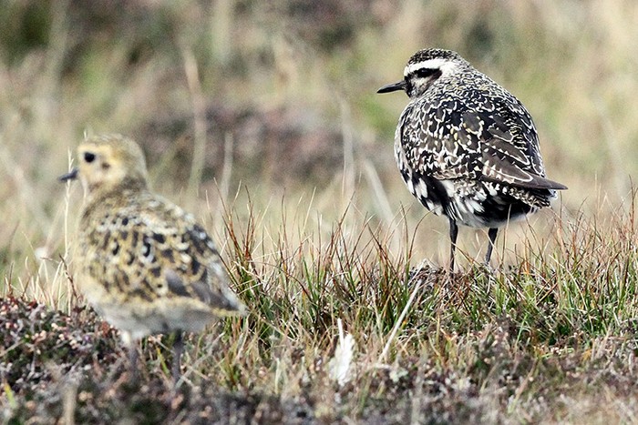 American Golden Plover