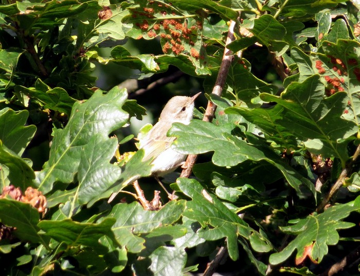 Western Bonelli's Warbler