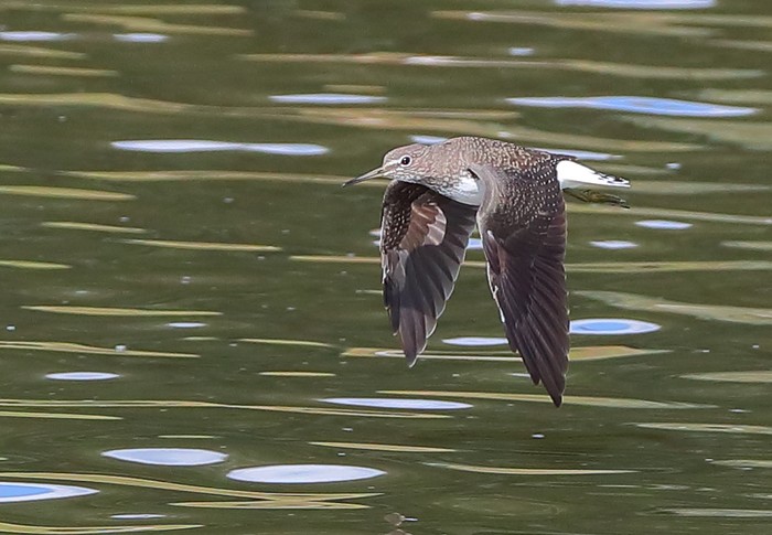 Green Sandpiper