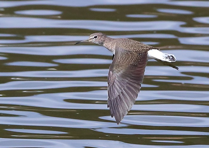 Green Sandpiper