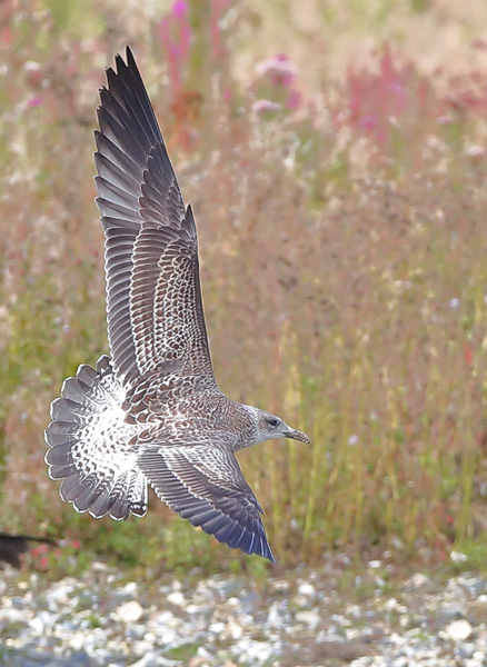 Lesser Black-backed Gull