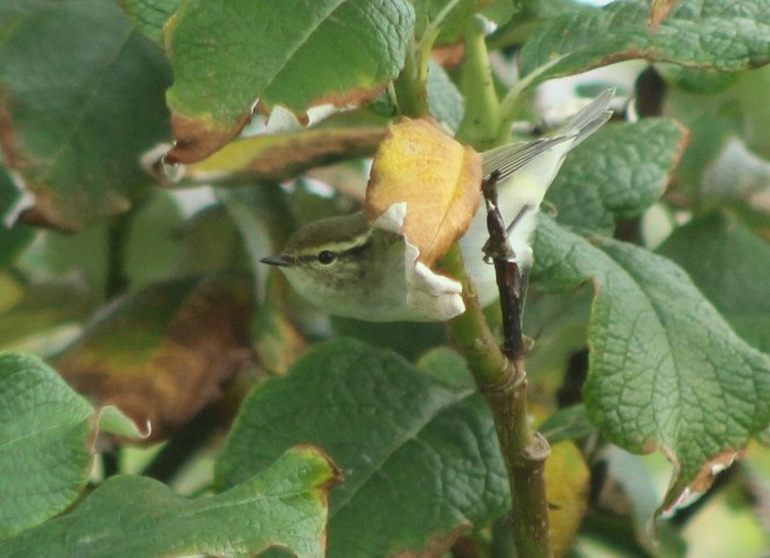 Yellow-browed Warbler