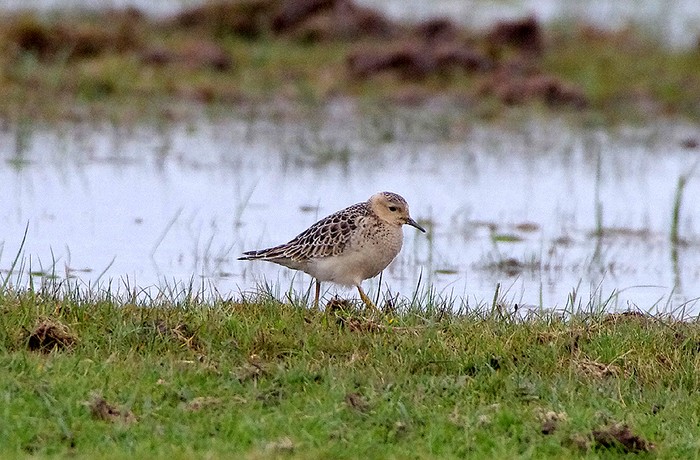 Buff-breasted Sandpiper