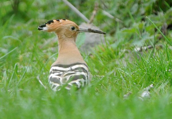 Hoopoe