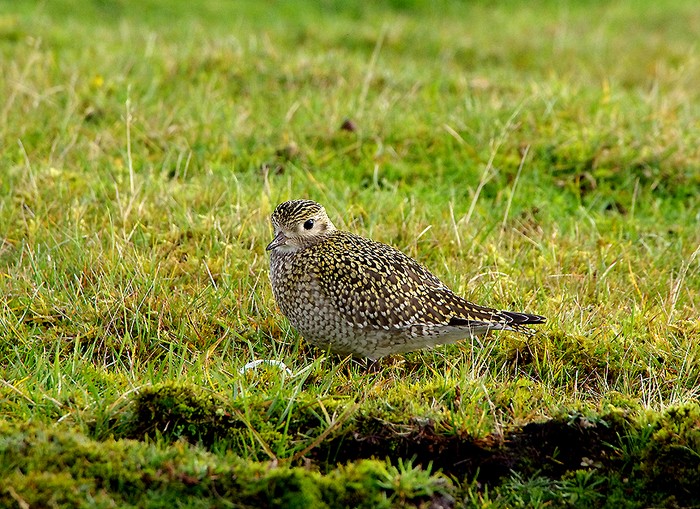 Golden Plover