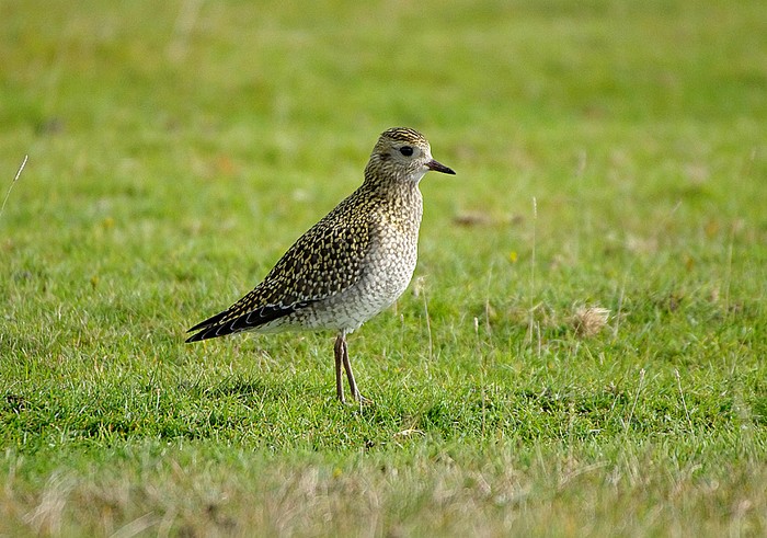 Golden Plover