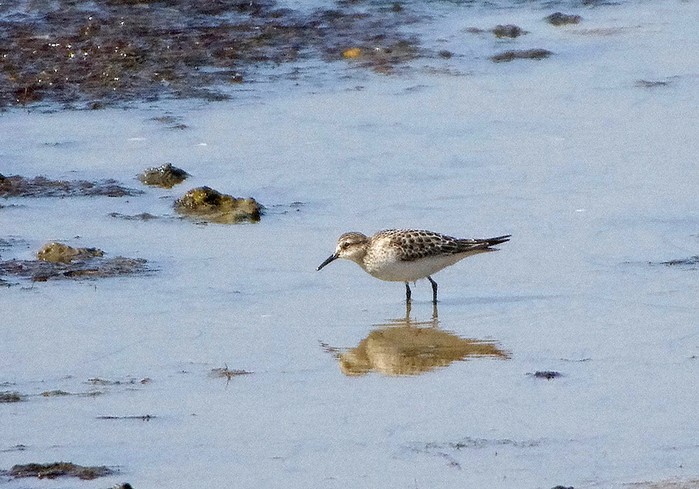 Baird's Sandpiper