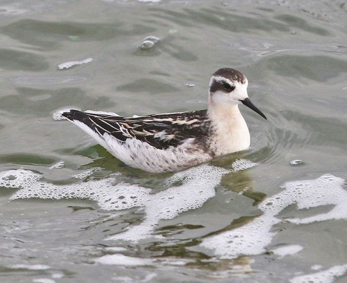 Red-necked Phalarope