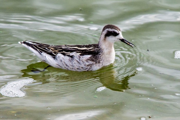 Red-necked Phalarope