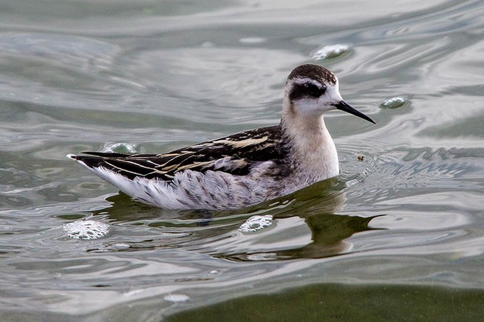 Red-necked Phalarope