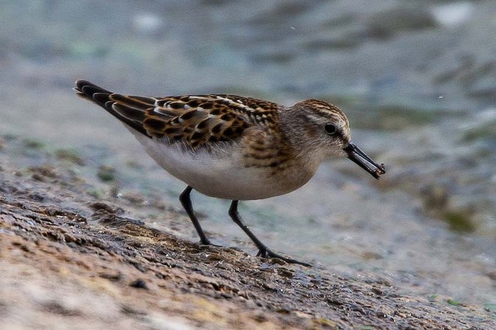 Little Stint