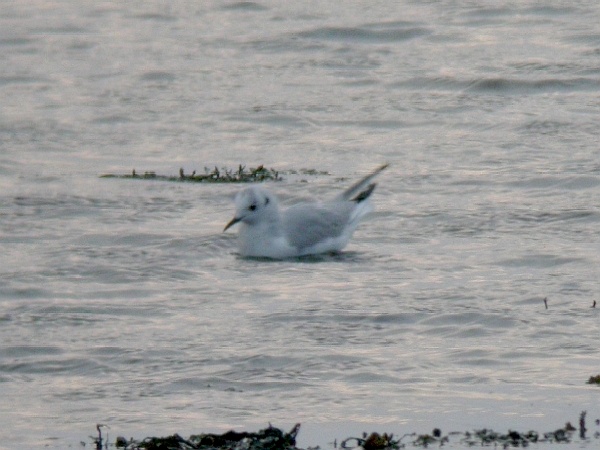 Bonaparte's Gull