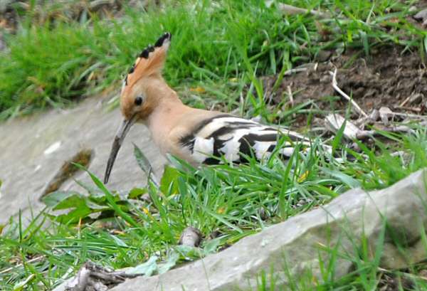 Hoopoe
