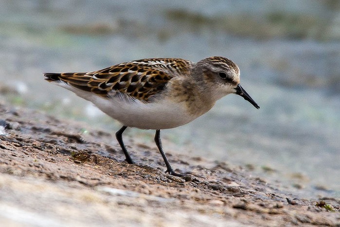 Little Stint