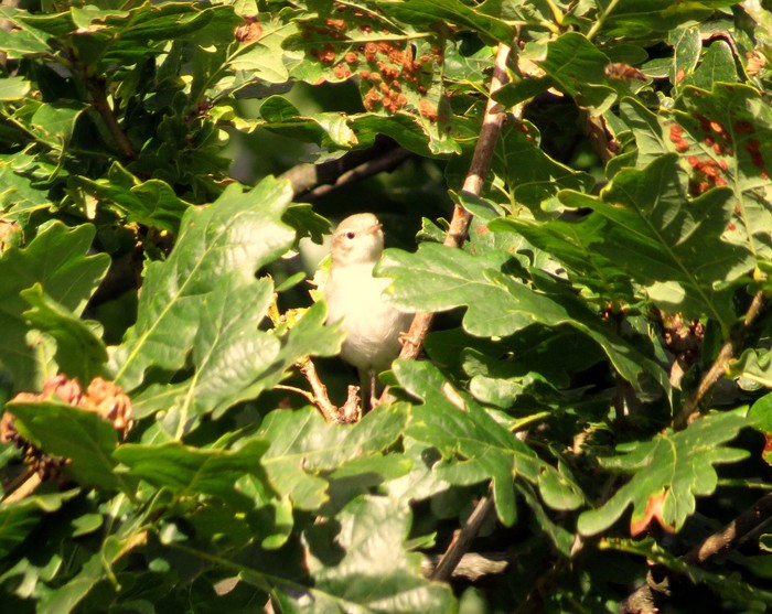 Western Bonelli's Warbler
