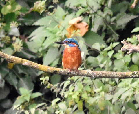 Kingfisher