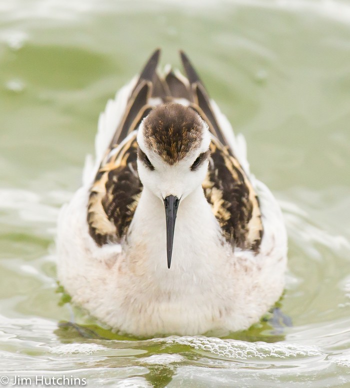 Red-necked Phalarope