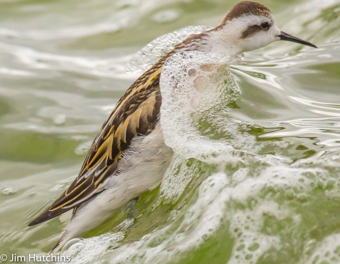 Red-necked Phalarope