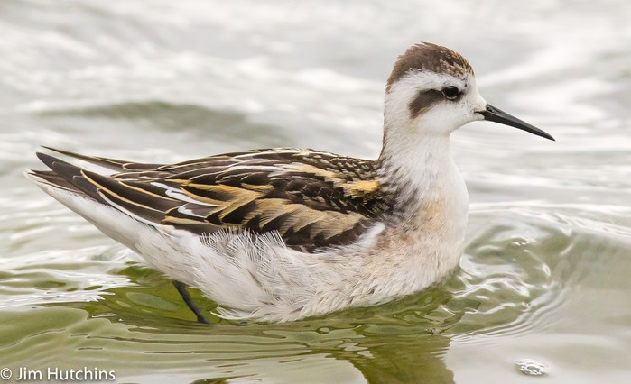 Red-necked Phalarope