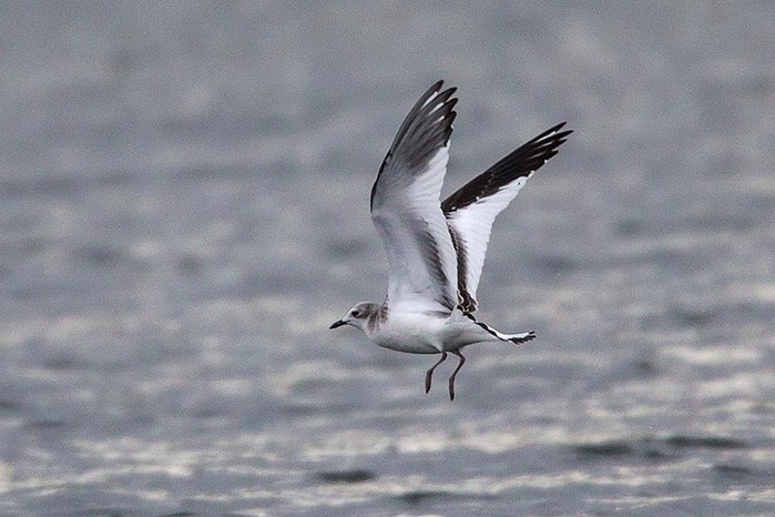 Sabine's Gull