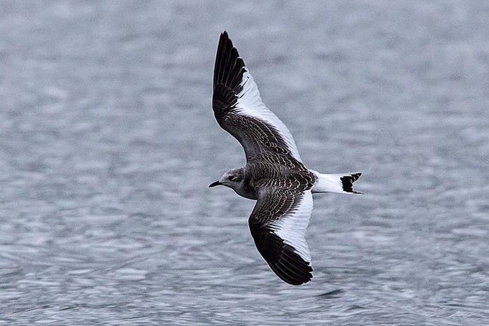 Sabine's Gull