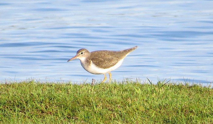Spotted Sandpiper