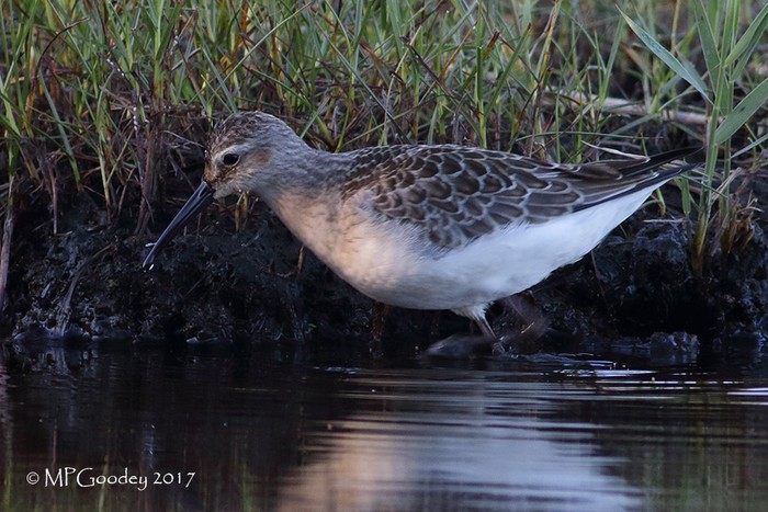 Curlew Sandpiper