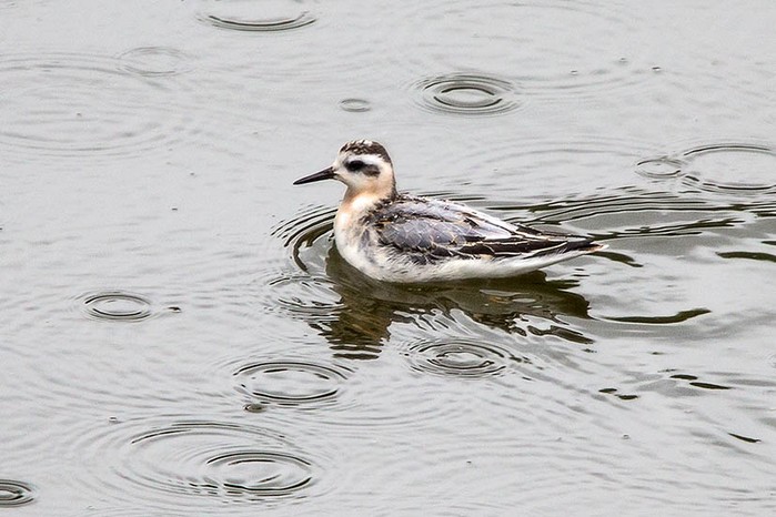 Grey Phalarope