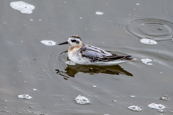 Grey Phalarope