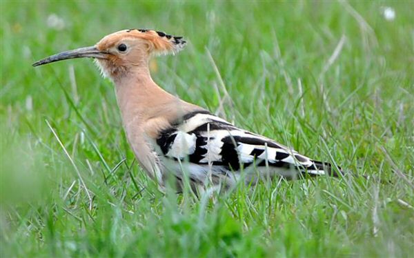 Hoopoe