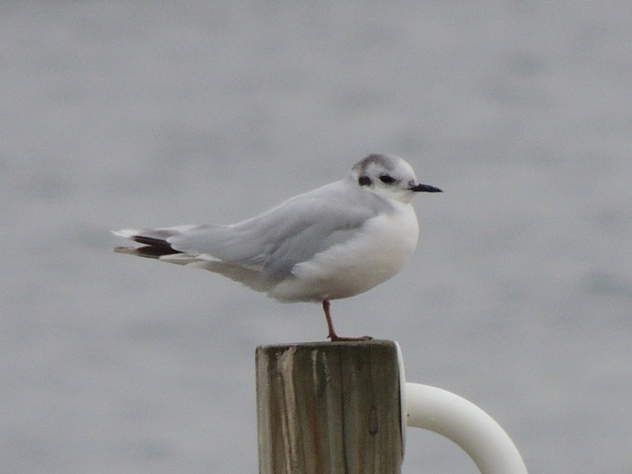 Little Gull
